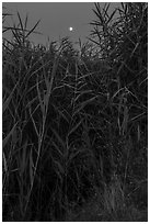 Aquatic plants and moon, Wahluke Ponds, Hanford Reach National Monument. Washington ( black and white)