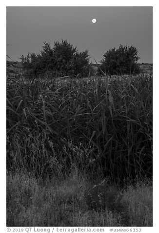 Wahluke Ponds riparian habitat and moon, Hanford Reach National Monument. Washington (black and white)