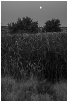 Wahluke Ponds riparian habitat and moon, Hanford Reach National Monument. Washington ( black and white)