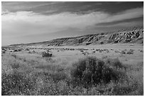 Grasses and cliffs in summer, Ringold Unit, Hanford Reach National Monument. Washington ( black and white)