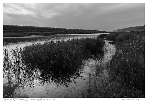 Verdant slough and Columbia River, Ringold Unit, Hanford Reach National Monument. Washington (black and white)