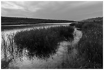 Verdant slough and Columbia River, Ringold Unit, Hanford Reach National Monument. Washington ( black and white)
