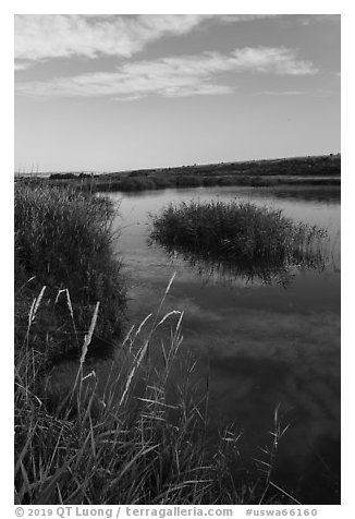Aquatic grasses on the banks of Columbia River, Ringold Unit, Hanford Reach National Monument. Washington (black and white)