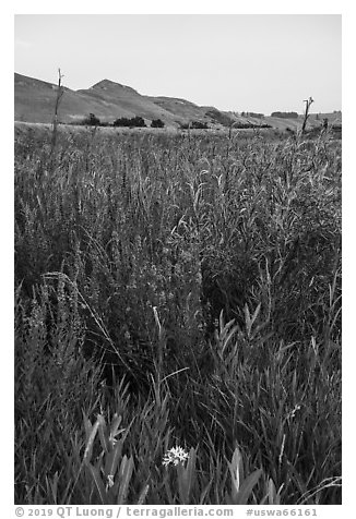 Wildflowers, Ringold Unit, Hanford Reach National Monument. Washington (black and white)