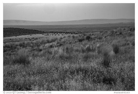 Sub-steppe grasses and distant Saddle Mountain, Hanford Reach National Monument. Washington (black and white)