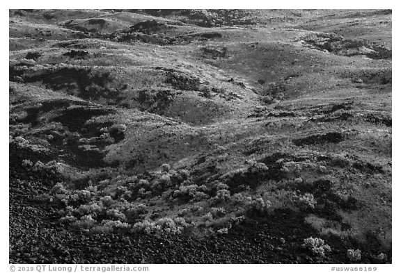 Shrubs and volcanic rocks on Saddle Mountain, Hanford Reach National Monument. Washington (black and white)