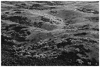 Shrubs and volcanic rocks on Saddle Mountain, Hanford Reach National Monument. Washington ( black and white)