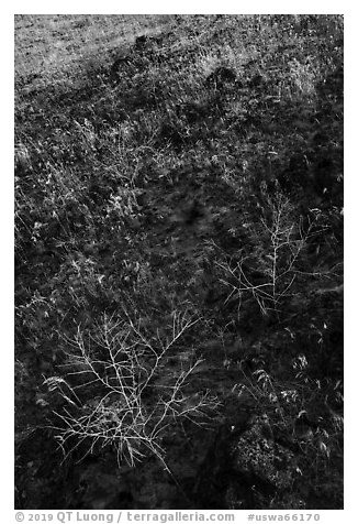 Grasses on lava slope, Hanford Reach National Monument. Washington (black and white)