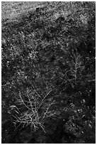 Grasses on lava slope, Hanford Reach National Monument. Washington ( black and white)