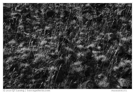 Close up of grasses and volcanic rocks, Hanford Reach National Monument. Washington (black and white)