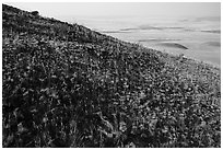 Hill with volcanic rocks and distant valley, Hanford Reach National Monument. Washington ( black and white)