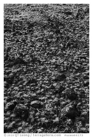 Grasses and volcanic rocks, Hanford Reach National Monument. Washington (black and white)