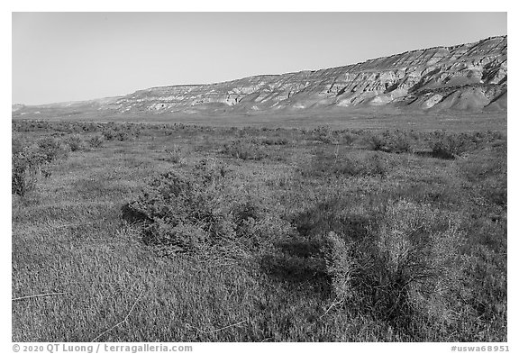 Rabittbrush and bluffs in autumn, Hanford Reach National Monument. Washington (black and white)