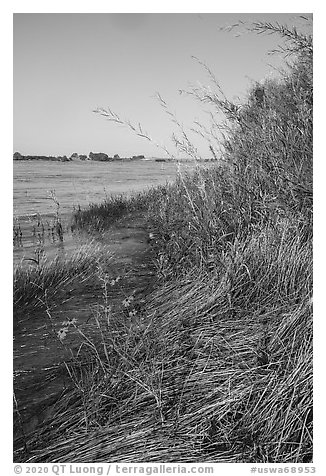 Grasses and sunflowers on Columbia River shore, Hanford Reach National Monument. Washington (black and white)