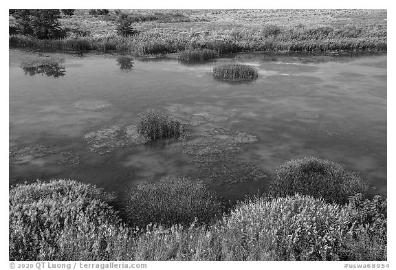 Wetlands on the shore of Savage Island, Hanford Reach National Monument. Washington (black and white)