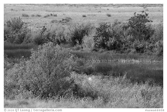 Autumn foliage and wetlands, Hanford Reach National Monument. Washington (black and white)