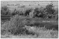 Autumn foliage and wetlands, Hanford Reach National Monument. Washington ( black and white)