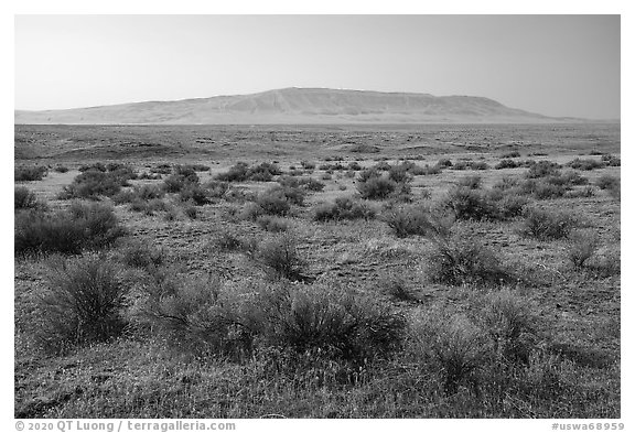 Sagebrush and Rattlesnake Mountain, Hanford Reach National Monument. Washington (black and white)