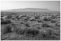 Sagebrush and Rattlesnake Mountain, Hanford Reach National Monument. Washington ( black and white)