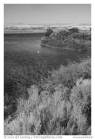 Columbia River at White Bluffs Landing with pelican, Hanford Reach National Monument. Washington (black and white)