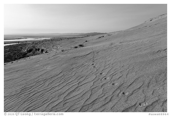 Animal track on sand dunes, Hanford Reach National Monument. Washington (black and white)