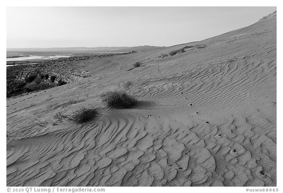 Ripples and wildlife track on sand dunes, Hanford Reach National Monument. Washington