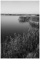 Cattails and Wahluke Ponds, early morning, Hanford Reach National Monument. Washington ( black and white)