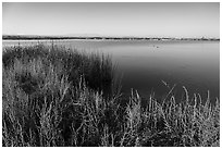 Wahluke Ponds with wading birds, Hanford Reach National Monument. Washington ( black and white)