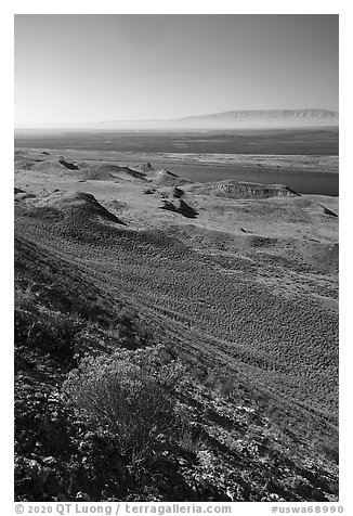 Rabbitbrush in bloom and Columbia River, Hanford Reach National Monument. Washington