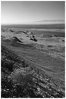 Rabbitbrush in bloom and Columbia River, Hanford Reach National Monument. Washington ( black and white)