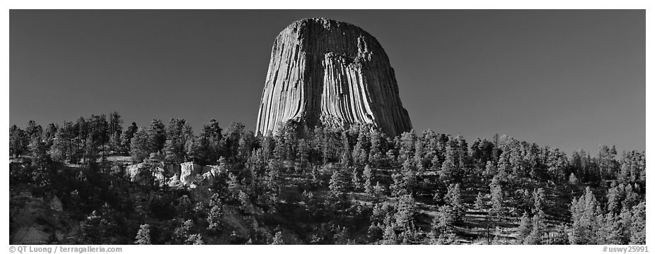 Devils Tower rising above forest. Wyoming, USA (black and white)