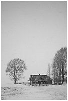 Historic house and bare trees in snow blizzard. Jackson, Wyoming, USA (black and white)