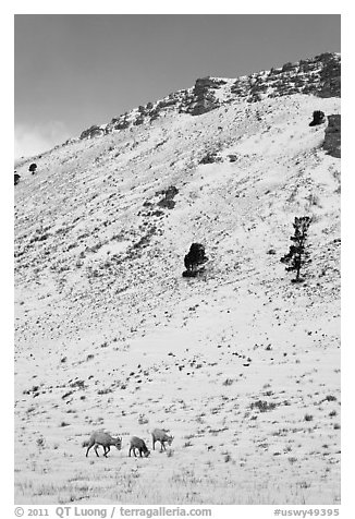 Bighorn sheep family on snowy slope. Jackson, Wyoming, USA (black and white)