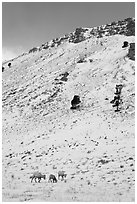 Bighorn sheep family on snowy slope. Jackson, Wyoming, USA (black and white)