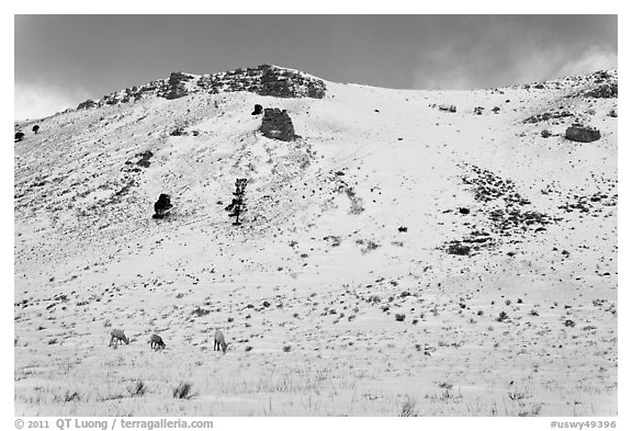 Snowy hill and bighorn sheep, National Elk Refuge. Jackson, Wyoming, USA