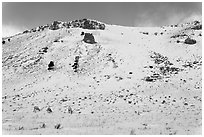 Snowy hill and bighorn sheep, National Elk Refuge. Jackson, Wyoming, USA (black and white)
