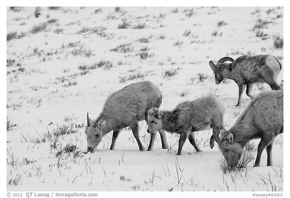 Group of Bighorn sheep in winter. Jackson, Wyoming, USA (black and white)