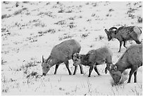 Group of Bighorn sheep in winter. Jackson, Wyoming, USA ( black and white)