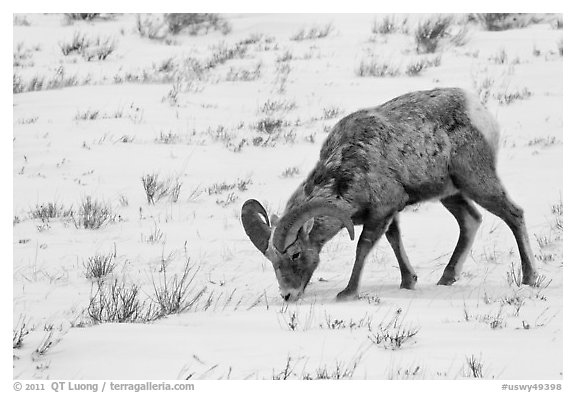 Bighorn sheep grazing on snow-covered slope. Jackson, Wyoming, USA