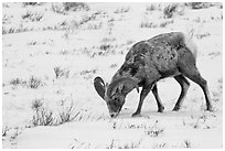 Bighorn sheep grazing on snow-covered slope. Jackson, Wyoming, USA (black and white)