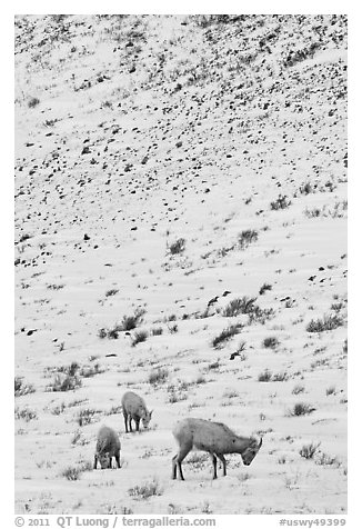 Family of Bighorn sheep, winter snow. Jackson, Wyoming, USA (black and white)