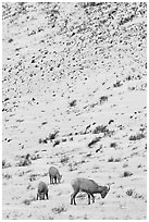 Family of Bighorn sheep, winter snow. Jackson, Wyoming, USA (black and white)