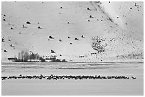 Large elk herd in the distance, National Elk Refuge. Jackson, Wyoming, USA ( black and white)