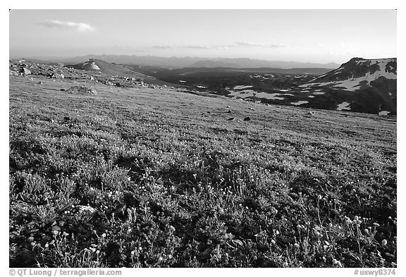 Carpet of alpine flowers, Beartooth Mountains, Shoshone National Forest. Wyoming, USA (black and white)