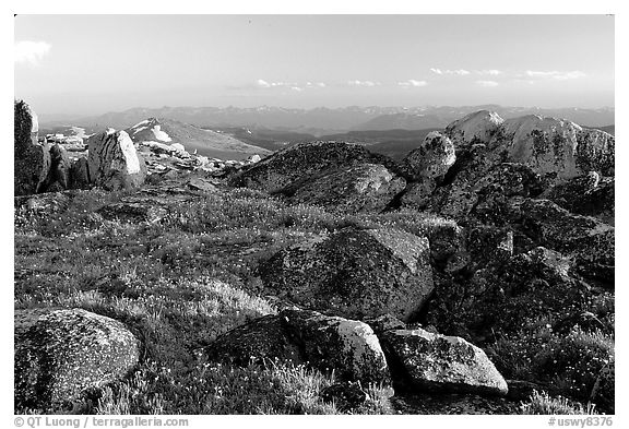 Wildflowers and rocky alpine meadow, late afternoon, Beartooth Mountains, Shoshone National Forest. Wyoming, USA (black and white)