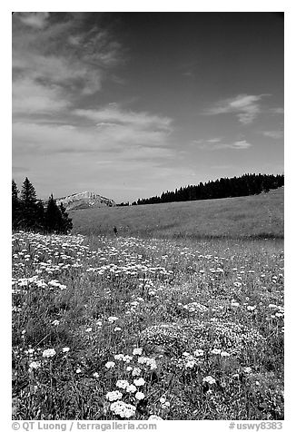 Wildflowers in alpine meadow, Bighorn Mountains, Bighorn National Forest. Wyoming, USA