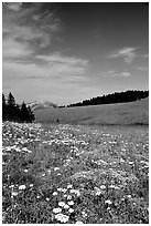 Wildflowers in alpine meadow, Bighorn Mountains, Bighorn National Forest. Wyoming, USA ( black and white)