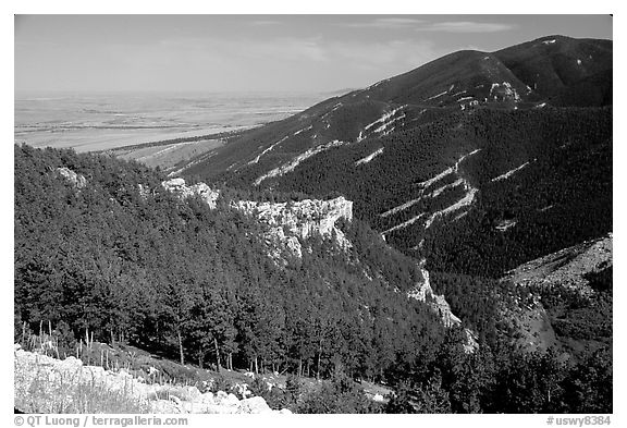 Forest on slopes above the prairie,  Bighorn National Forest. Wyoming, USA (black and white)