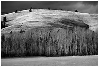 Trees and hills in late fall. Wyoming, USA (black and white)