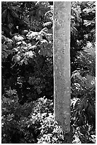 Tropical tree trunk, El Yunque, Carribean National Forest. Puerto Rico (black and white)